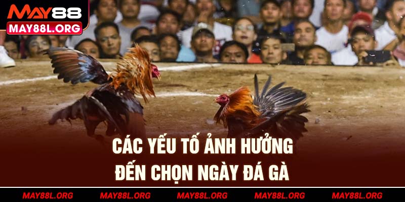 cac-yeu-to-anh-huong-den-chon-ngay-da-ga-may88l-org