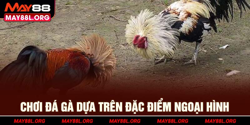 choi-da-ga-dua-tren-dac-diem-ngoai-hinh-may88l-org