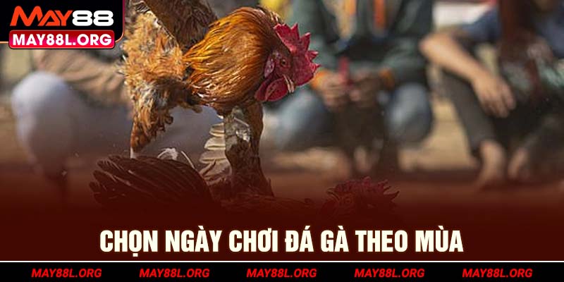 chon-ngay-choi-da-ga-theo-mua-may88l-org