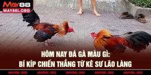 hom-nay-da-ga-mau-gi_-bi-kip-chien-thang-tu-ke-su-lao-lang-may88l-org