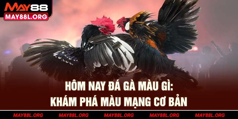 hom-nay-da-ga-mau-gi_-kham-pha-mau-mang-co-ban-may88l-org