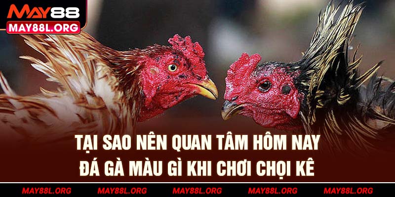 tai-sao-nen-quan-tam-hom-nay-da-ga-mau-gi-khi-choi-choi-ke-may88l-org
