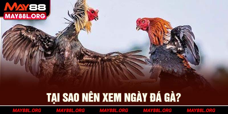 tai-sao-nen-xem-ngay-da-ga-may88l-org