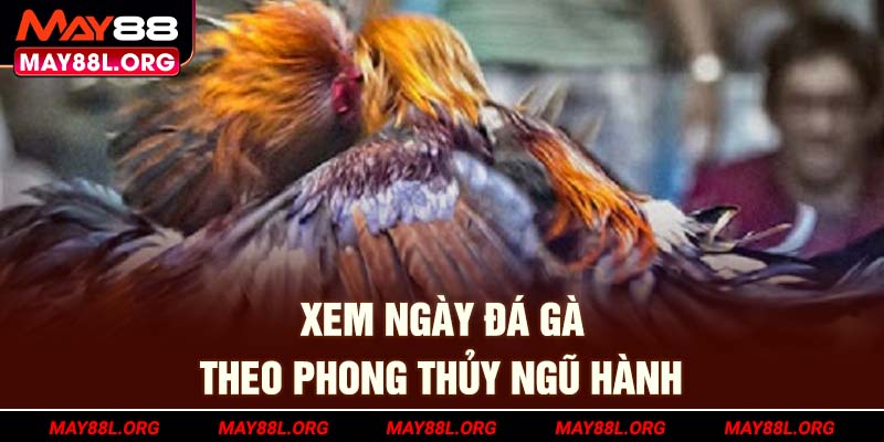 xem-ngay-da-ga-theo-phong-thuy-ngu-hanh-may88l-org